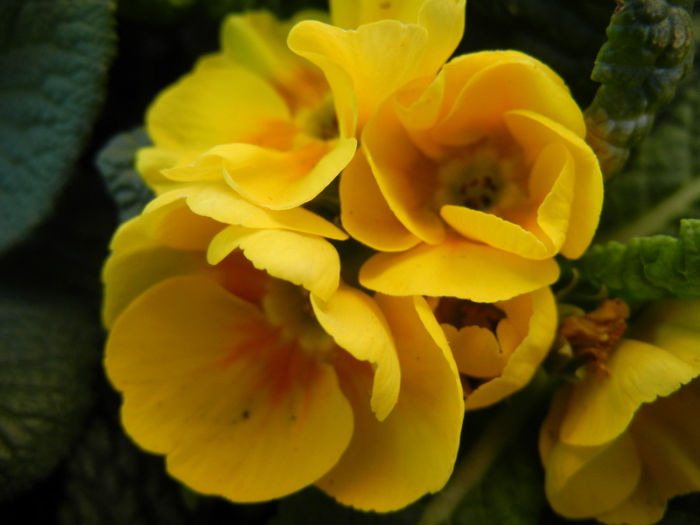 Yellow Primula (2014, March 16)