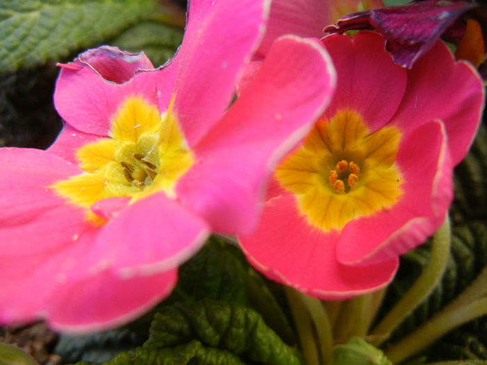 Pink Primula (2014, March 16)