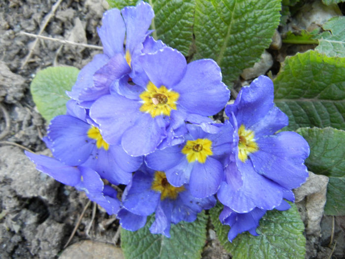 Blue Primula (2014, March 16)