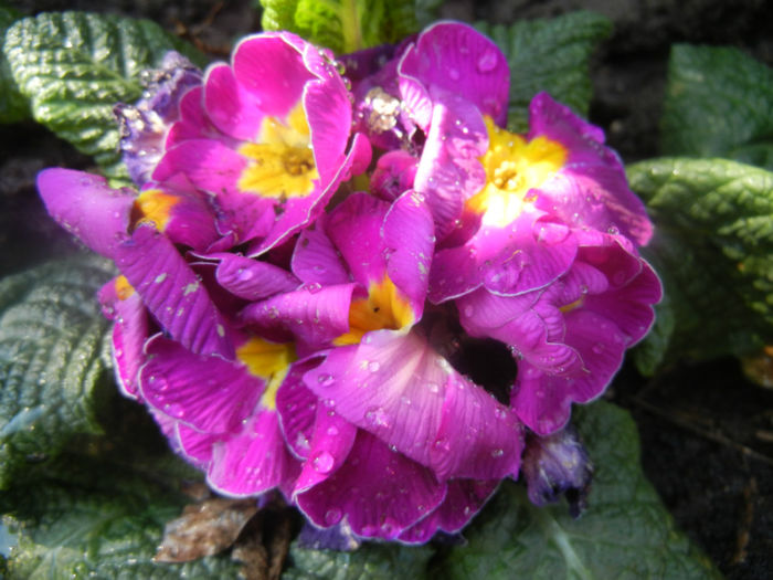 Violet Primula (2014, March 19)