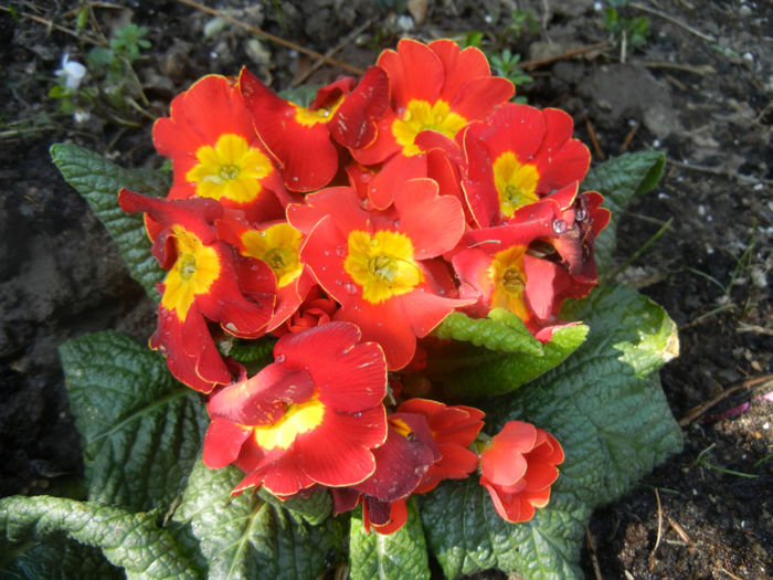 Red Primula (2014, March 19)
