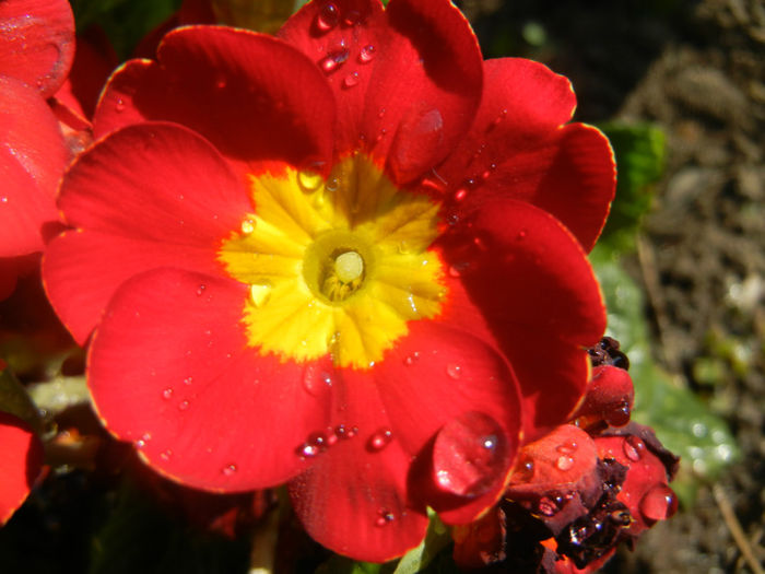 Red Primula (2014, March 19)