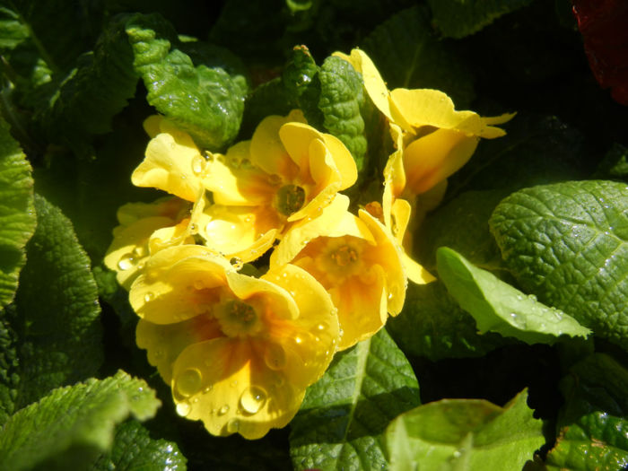 Yellow Primula (2014, March 19)