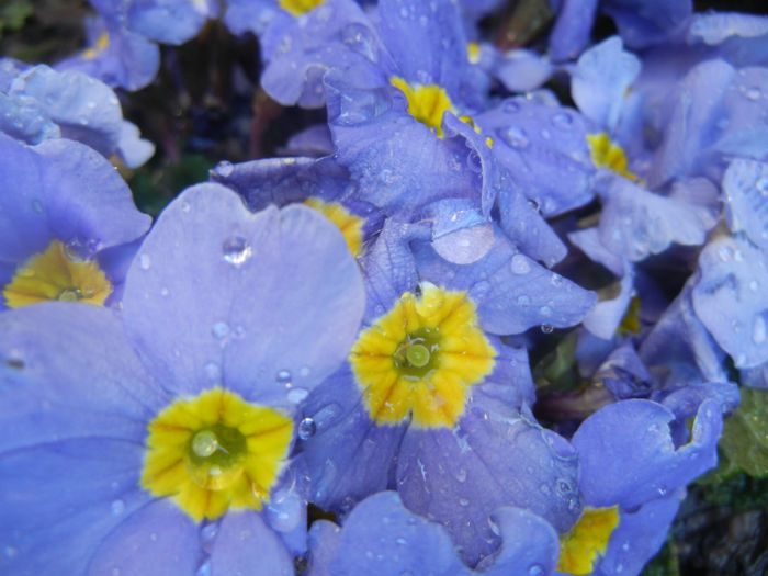 Blue Primula (2014, March 20)