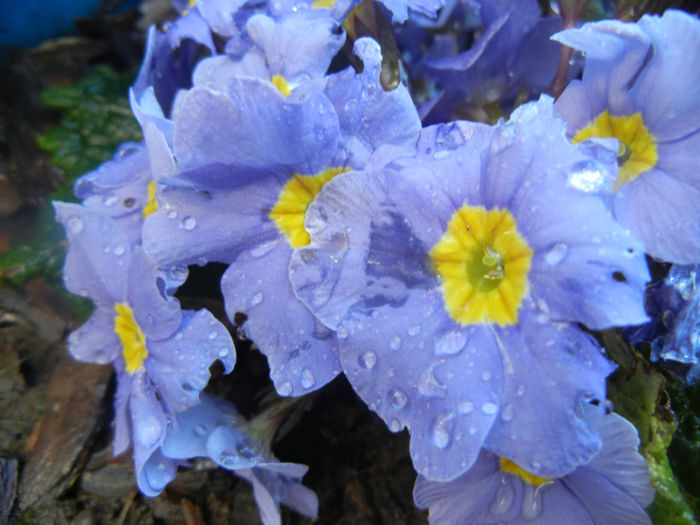 Blue Primula (2014, March 20)