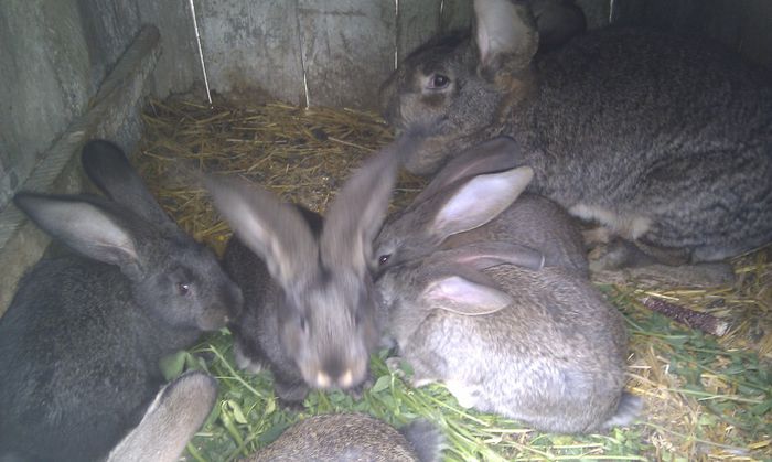 puisori la 6 saptamani!!!; 5 femele   1 mascul
