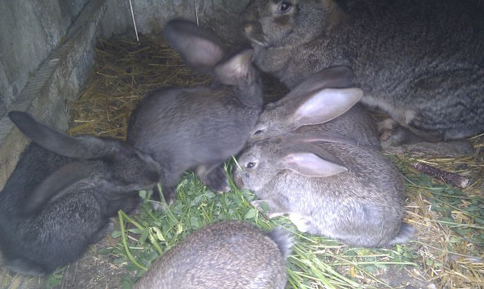 puisori la 6 saptamani!!!; 5 femele   1 mascul
