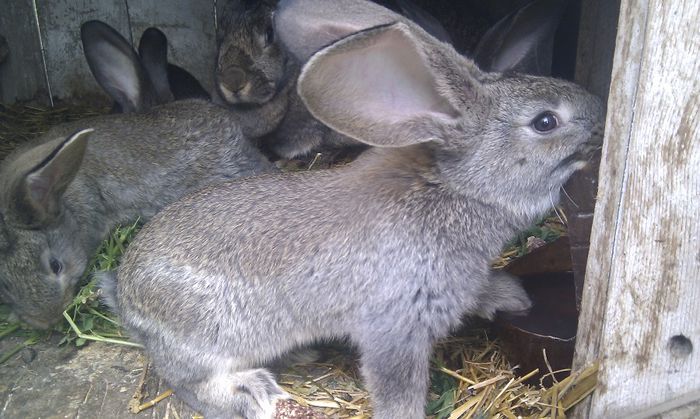 puisori la 6 saptamani!!!; 5 femele   1 mascul
