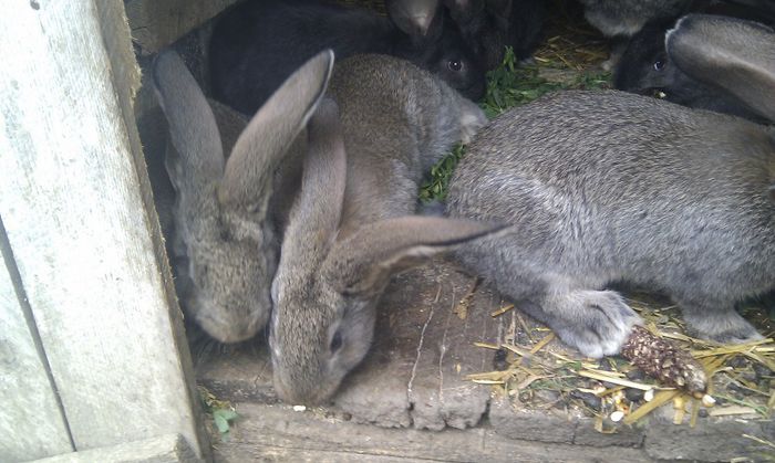 puisori la 6 saptamani!!!; 5 femele   1 mascul
