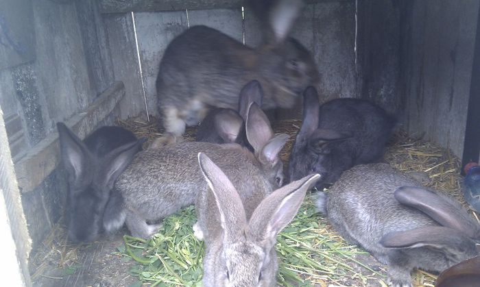 puisori la 6 saptamani!!!; 5 femele   1 mascul
