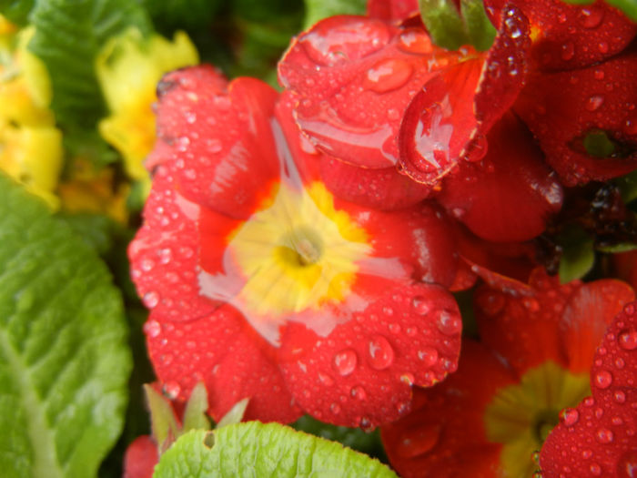 Red Primula (2014, March 24)