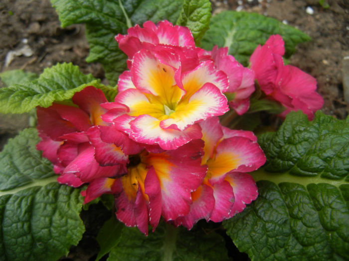 Primula (2014, March 24)