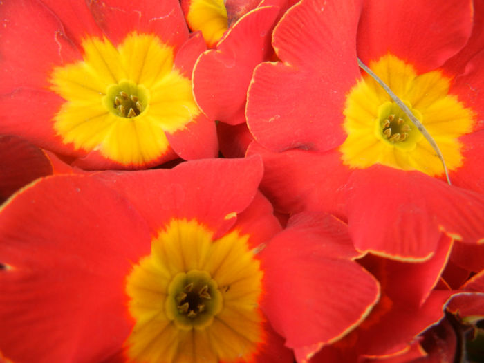 Red Primula (2014, March 24)