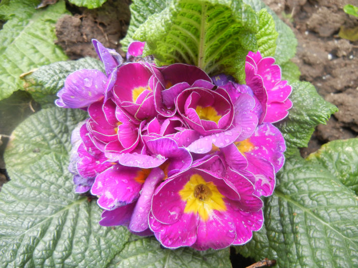 Violet Primula (2014, March 25)