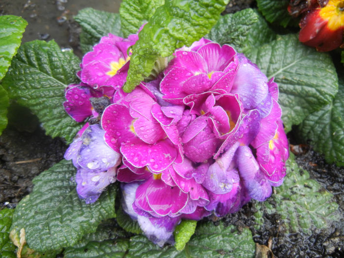 Violet Primula (2014, March 26)