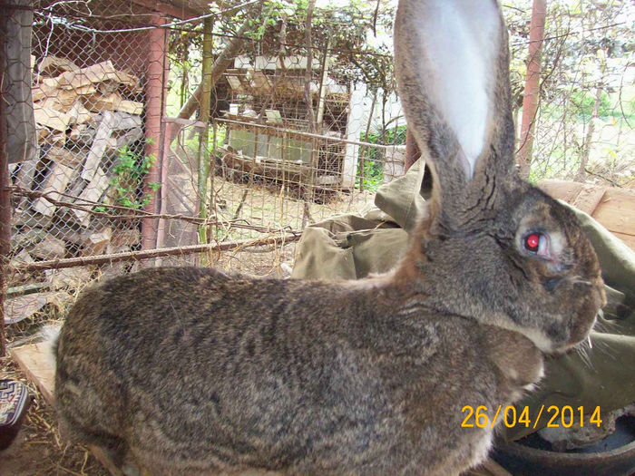 Picture 028 - AA DE VANZARE APRILIE 2014