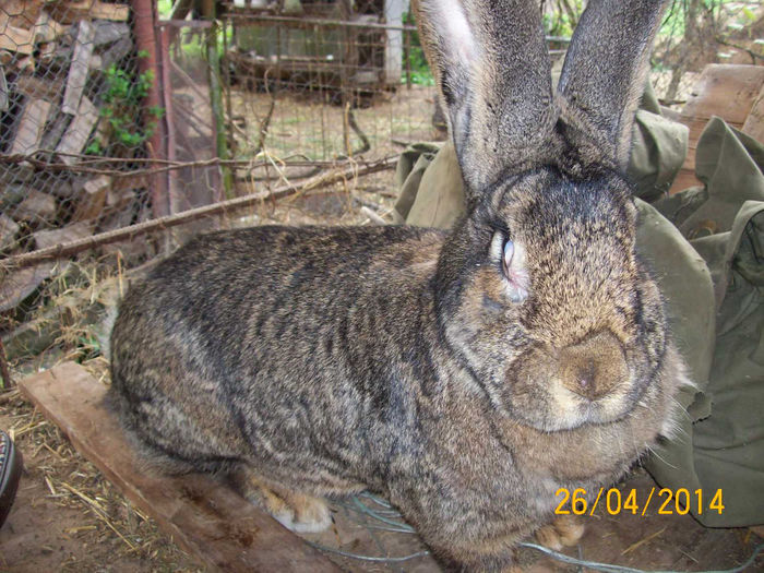 Picture 032 - AA DE VANZARE APRILIE 2014