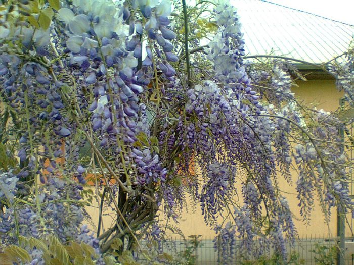 Fotografie0771 - wisteria 2014 -2015