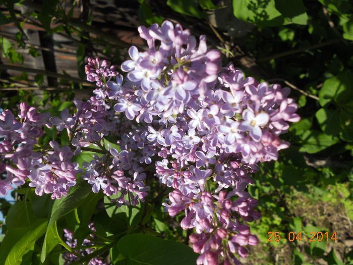 DSCN4784