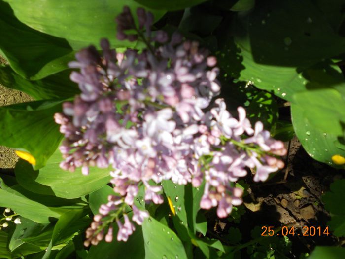 DSCN4786 - Oituz 2014