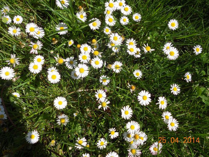 DSCN4787 - Oituz 2014