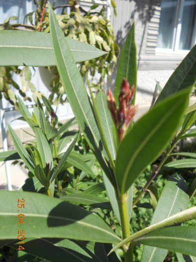 DSCN4788 - Oituz 2014