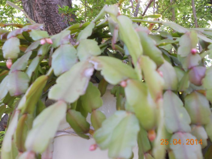 DSCN4804 - Oituz 2014