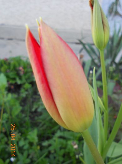 DSCN4816