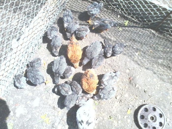 2 serii de plymouth rock barat si cativa kabir