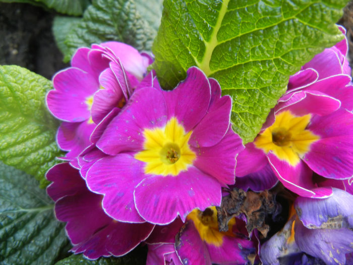 Violet Primula (2014, March 27)