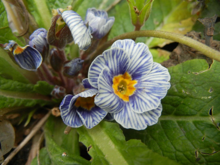 Primula Zebra Blue (2014, April 07)