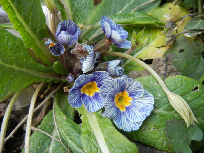 Primula Zebra Blue (2014, April 08)