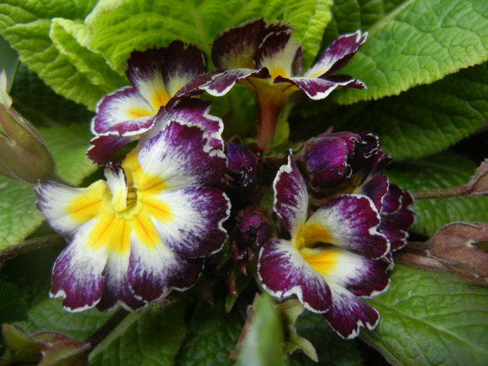 Primula (2014, April 13)