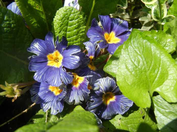 Primula Zebra Blue (2014, April 20)