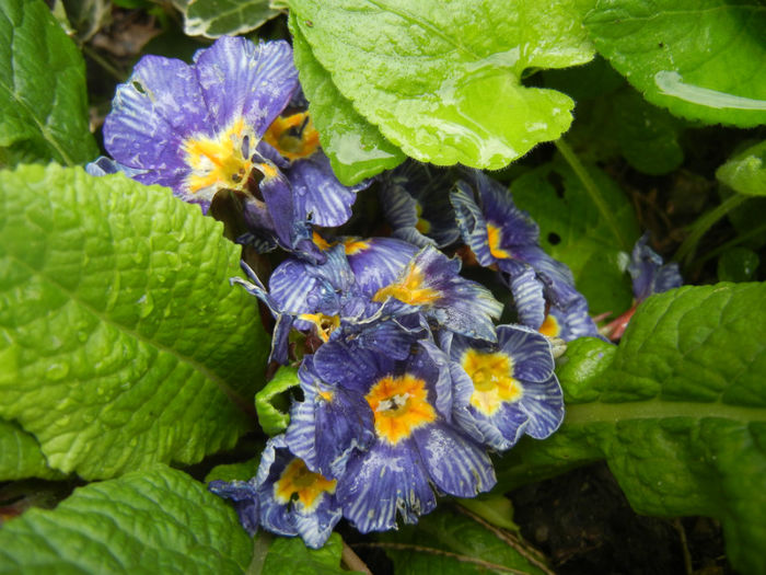 Primula Zebra Blue (2014, April 22)