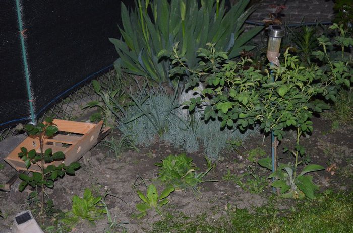 DSC_1225 - 1Gradinuta 2014