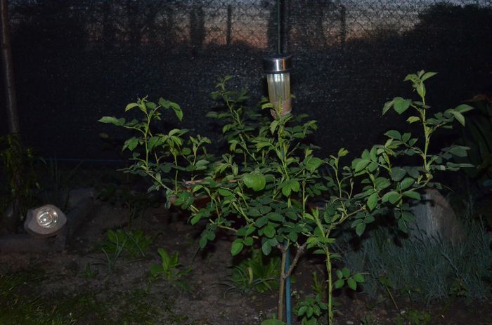 DSC_1226 - 1Gradinuta 2014