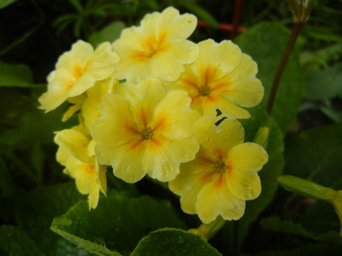 Primula polyanthus Yellow (2014, Apr.20) - Primula polyanthus Yellow