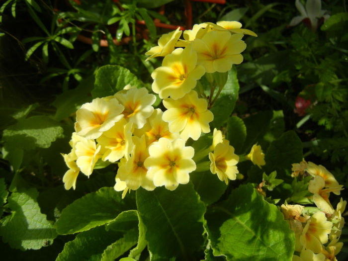 Primula polyanthus Yellow (2014, Apr.22) - Primula polyanthus Yellow