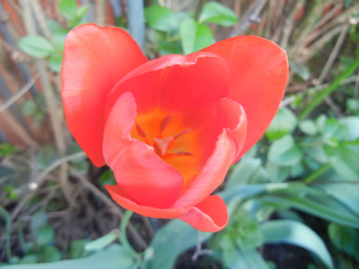 Tulipa Orange Bouquet (2014, April 21) - Tulipa Orange Bouquet