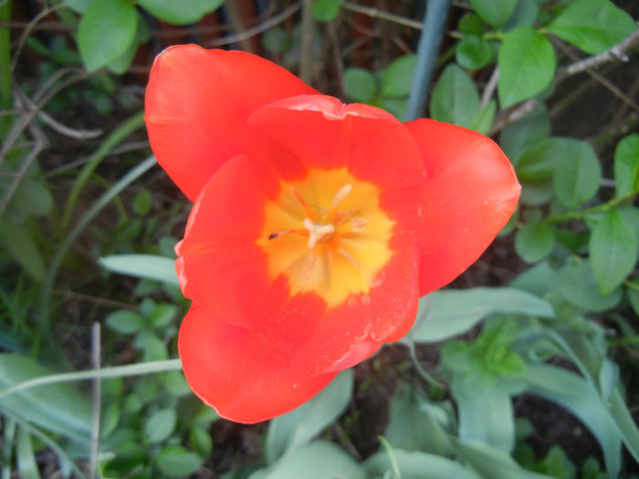 Tulipa Orange Bouquet (2014, April 23)