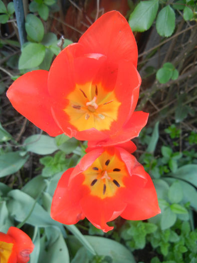 Tulipa Orange Bouquet (2014, April 23)