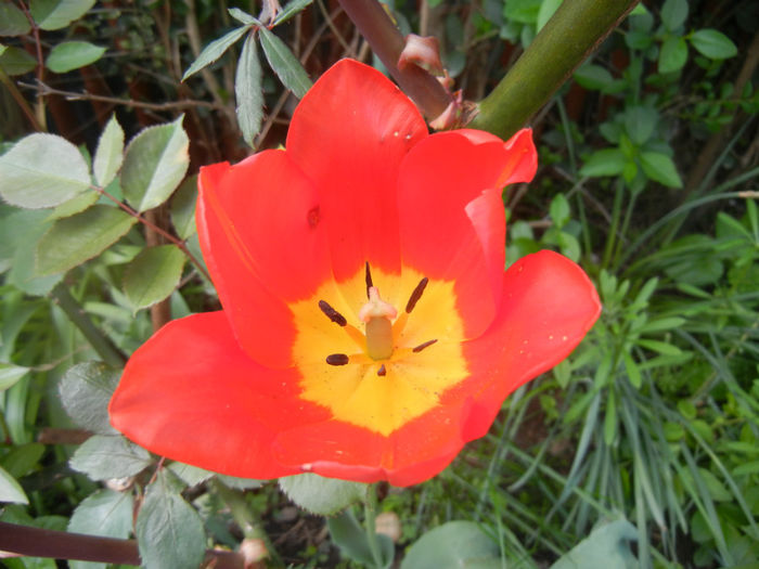 Tulipa Orange Bouquet (2014, April 23)