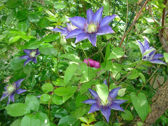 Multiblue - Clematis 2014