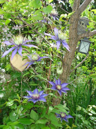 Multiblue - Clematis 2014