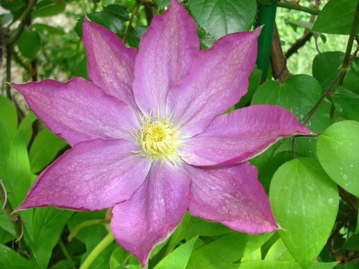 DSC07300 - Clematis 2014