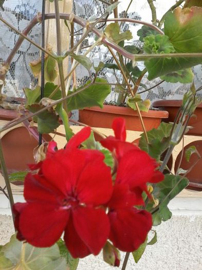 20140409_182546_resized - Florile Anului 2014