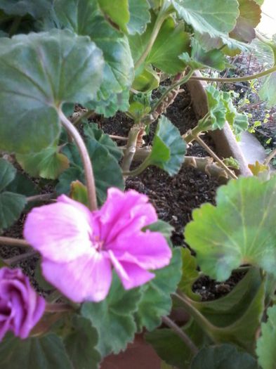 20140409_182641_resized - Florile Anului 2014