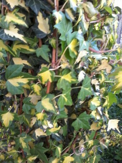 20140409_182948_resized - Florile Anului 2014