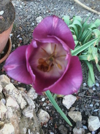 20140409_183114_resized - Florile Anului 2014